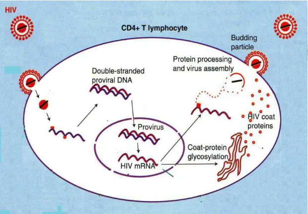 Gambar 3. Replikasi HIV (Cunningham dkk, 1997) 