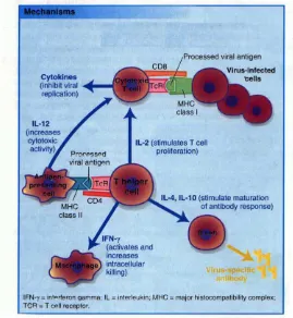 Gambar 4. Peran sentral sel CD4 pada respons imun terhadap virus (Ffrench, 1997)  