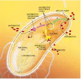 Gambar 3. Bakteri resisten antibiotik (Dikutip dari Levy , 1998) 