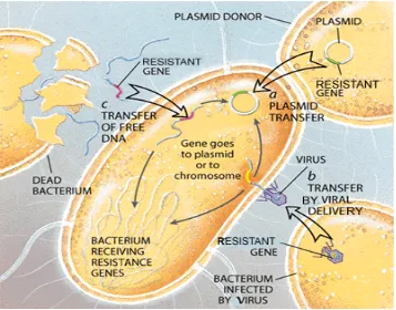 Gambar 4.  Bakteri memperoleh gen resisten antibiotik Dikutip dari Levy (1998) 