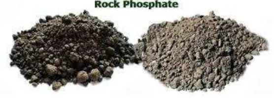 Gambar 3. Batuan fosfat 
