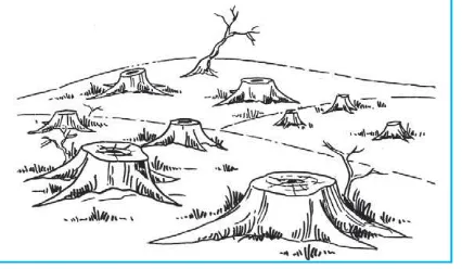 Gambar 3.8 Hutan gundul.