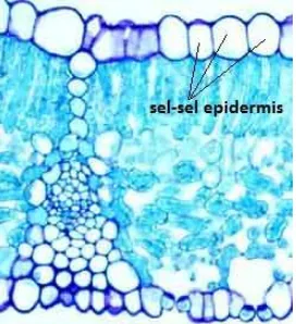 Gambar 8. Jaringan pada daun dengan sel-sel epidermis (Sumber: http://www-plb.ucdavis.edu)  