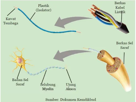 Gambar 5. Pada akson tidak berselubung myelin, hantaran arus listrik dapat terjadi 