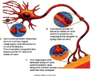 Gambar 8. Impuls Listrik pada Saraf Manusia 