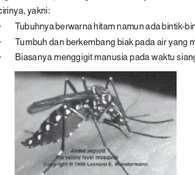 Gambar 12.3  Nyamuk Aedes aigyptiSumber : www.pusdiknakes.or.id