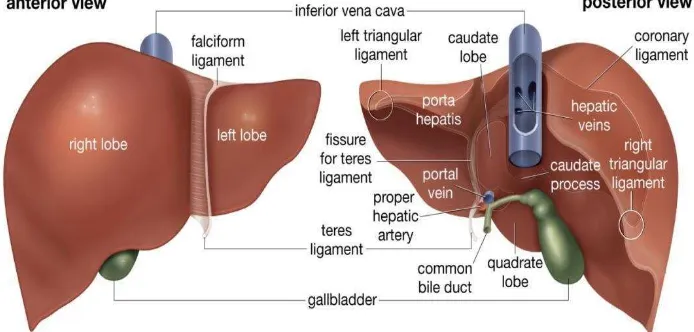 Gambar 4. Anatomi sel hati (Encyclopedia, 2010) 
