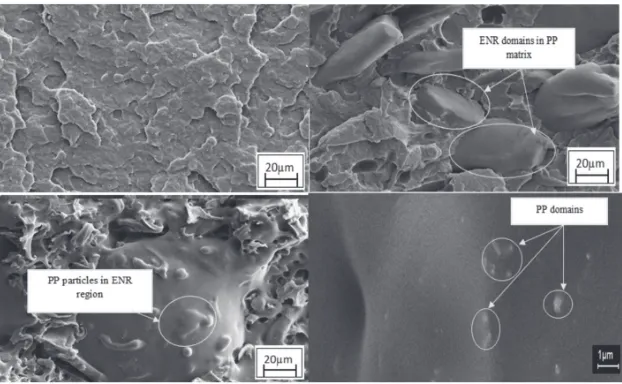 Figure 4: Scanning electron micrograph of (a) unfilled PP, (b) 70/30 PP/