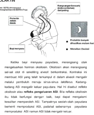 Gambar 3.2 Cara Kerja Hormon Prolaktin 