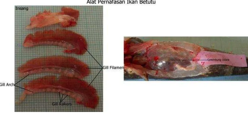 Gambar 3. Alat Pernapasan Ikan Betutu 4 pasang insang dan gelembung udara                                      (Sumber : Dokumentasi Pribadi) 