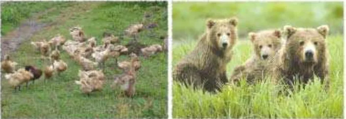 Gambar 1.11 Itik dan beruang termasuk binatang omnivora.