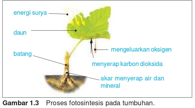 Gambar 1.3Proses fotosintesis pada tumbuhan.