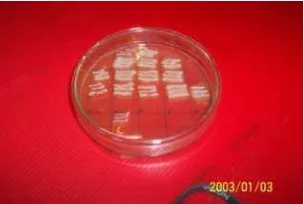 Gambar 4  Grafik hasil uji penentuan waktu optimum produksi senyawa antimikrob. Zona hambat isolat YI 