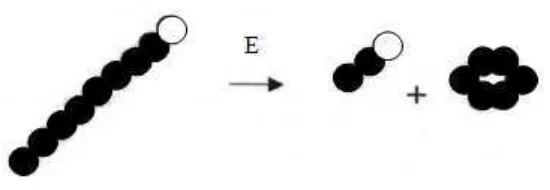 Gambar 3. Reaksi siklisasi enzim CGT-ase (Van der Veen et al., 2000) 
