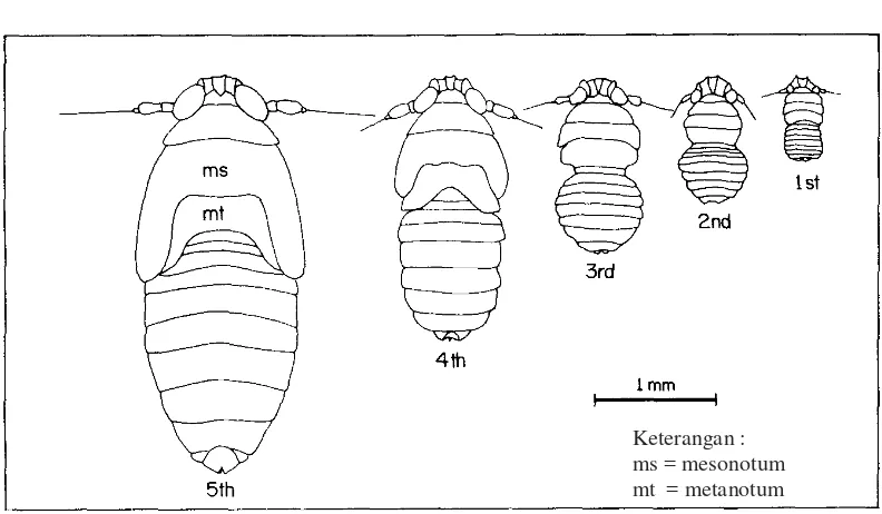 Gambar 2.  Perbedaan penampakan setiap instar nimfa WBC. (Sumber : Mochida dan Okada, 1979)
