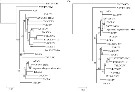 Fig. 3. Neighbor-joining phylogenetic tree generated using the deduced amino acid sequences of begomovirus C1 and C4genes
