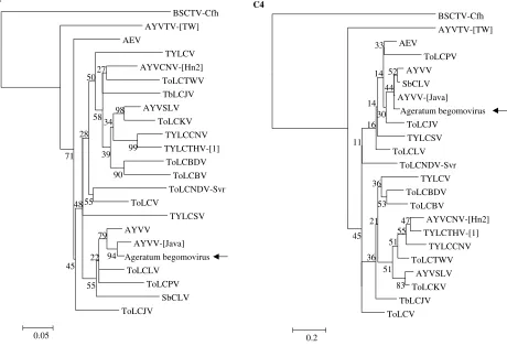 Fig. 3. Neighbor-joining phylogenetic tree generated using the deduced amino acid sequences of begomovirus C1 and C4genes