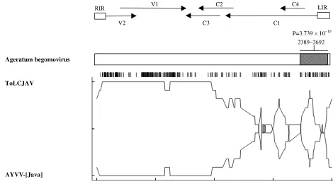 Fig. 4. Schematic representation of the recombinant regions in the ageratum begomovirus genomic DNA