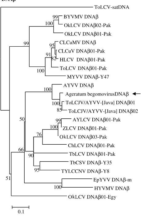 Fig. 5. A neighbor-joining phylogenetic tree generated usingthe complete sequences of begomovirus DNAb components.The tree was rooted on the sequence of the tomato leaf curlvirus satellite DNA (ToLCV stDNA; accession numberU74627), a sequence distinct from