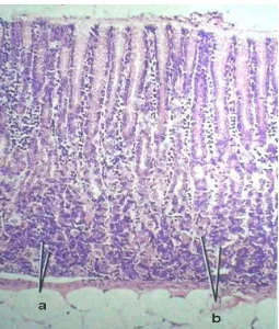 Gambar 1  Gambaran histologi lambung bagian fundus, abomasum kambing.    Sel Chief (a);  sel parietal (b)