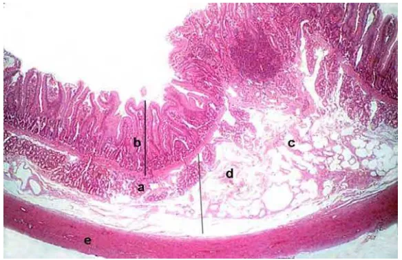 Gambar 2  Gambaran histologi duodenum manusia. Kelenjar Brunner’s (a), mukosa (b), plika sirkularis (c), submukosa (d), tunika muskularis (e)