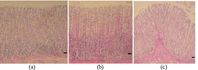 Gambar 4  Lapis sel Chief pada lambung tikus kelompok K (a),  KS (b) dan TKS (c) pasca pemberian daun A
