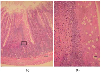 Gambar 7   Hiperplasia enterosit duodenum tikus kelompok TKS pasca pemberian daun A. villosa tidak dikukus