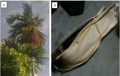 Figure 1.1: Picture of (a) pinang tree and (b) pinang frond 