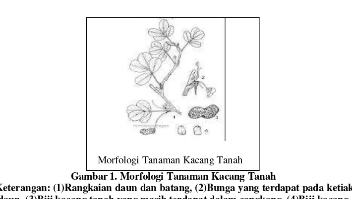 Gambar 1. Morfologi Tanaman Kacang Tanah 
