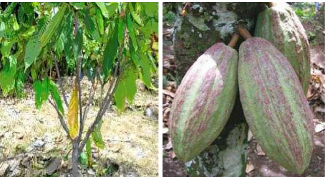 Gambar 1. Tanaman dan buah kakao  