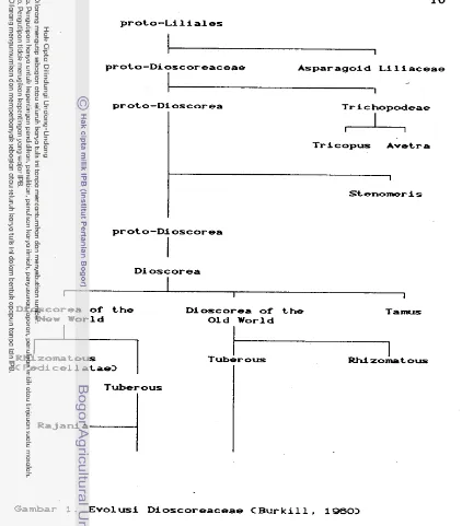 Gambar 1 . . Evol usi D i  oscoreaceae C Bur k i  11 1960> 