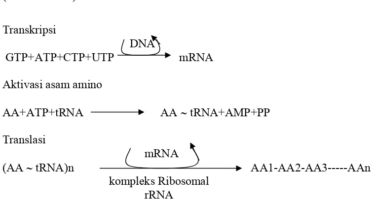 Gambar 2.  Jalur sintesis protein dari asam amino (Schmidt 1971) 