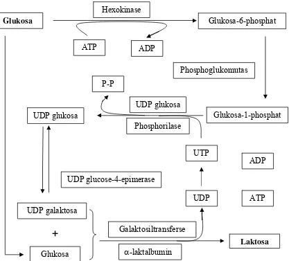 Gambar 3.  Jalur sintesis laktosa (Mc Donald et al. 1995) 