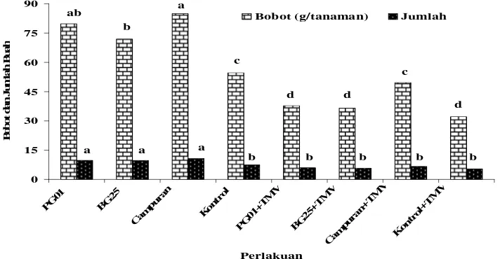 Gambar 6  Bobot dan jumlah buah per tanaman cabai yang diberi perlakuan P. fluorescens (PG01), B