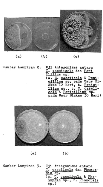 Gambar - U ji C. cillium 