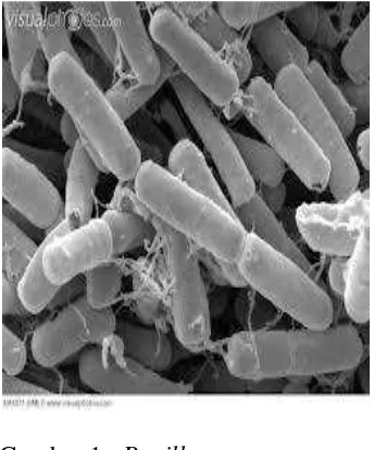 Gambar 1.  Bacillus 
