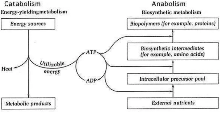 Gambar 2.  Metabolisme Bacillus thuringiensis (Bt) 