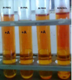 Gambar 6.  Hasil uji fermentasi glukosa (+A = terjadi fermentasi menghasilkan asam) 