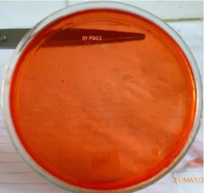 Gambar 8.  Hasil uji fermentasi sukrosa (+A = terjadi fermentasi 