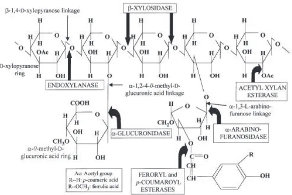 Gambar 1 Struktur kompleks xilan pada tanaman (Beg et al. 2001)