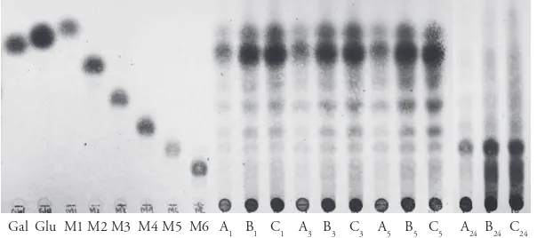 Gambar 5 Analisis kromatograi lapis tipis hasil hidrolisis bungkil kopra dengan enzim ekstrak kasar Streptomyces sp