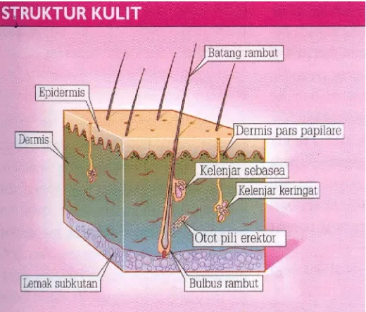 Gambar 1. Penampang Melintang Kulit Manusia (Graham, 2005)