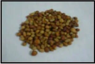 Gambar 6. Kacang tunggak yang digunakan pada penelitian 