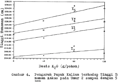 Gambar 4. Pengaruh Pupuk Ka.lium terhadap Tinggi Ea- naman Kakao pada U m u r  2 sampai dengan 5 