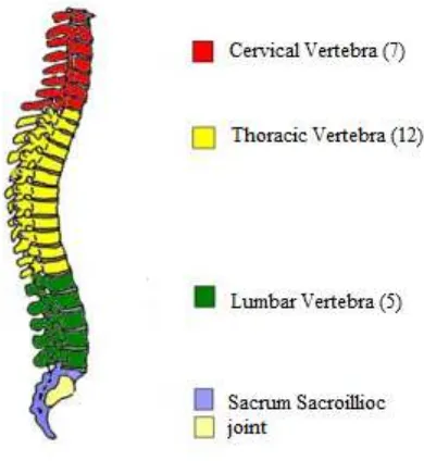Figure 1.1: Region of spine [26] 