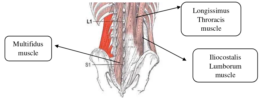Figure 2.1: Muscle involved with LBP [13] 
