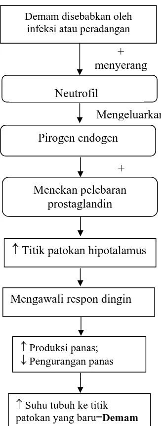 Gambar 1.  Mekanisme Demam (Sherwood, 2001) 
