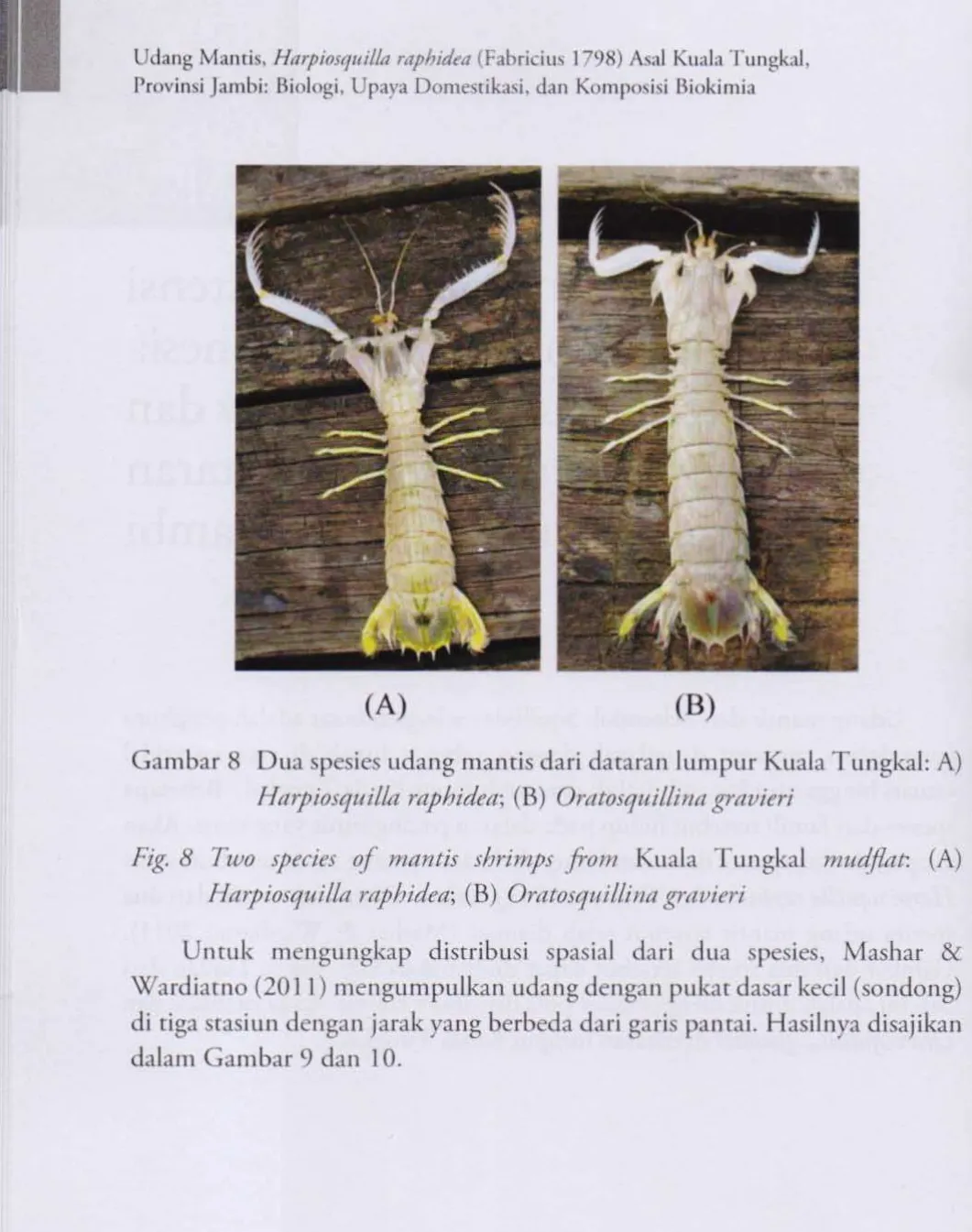 Gambar 8 Dua spesies udang mantis dari dataran lumpur Kuala Tungkal: A) 