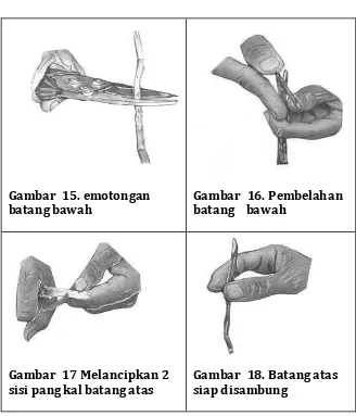 Gambar  15. emotongan batang bawah 