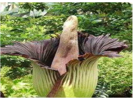 Gambar 1. Amorphophallus titanium Sumber:http://alamendah.files.wordpress.com/2010)